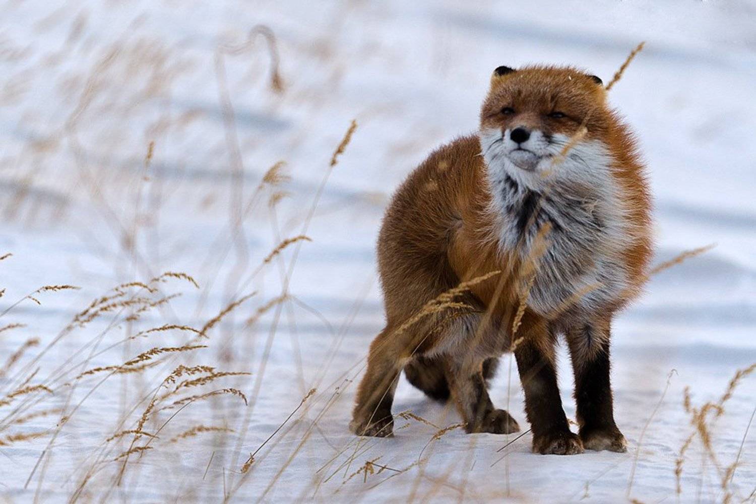 , Иван Кислов