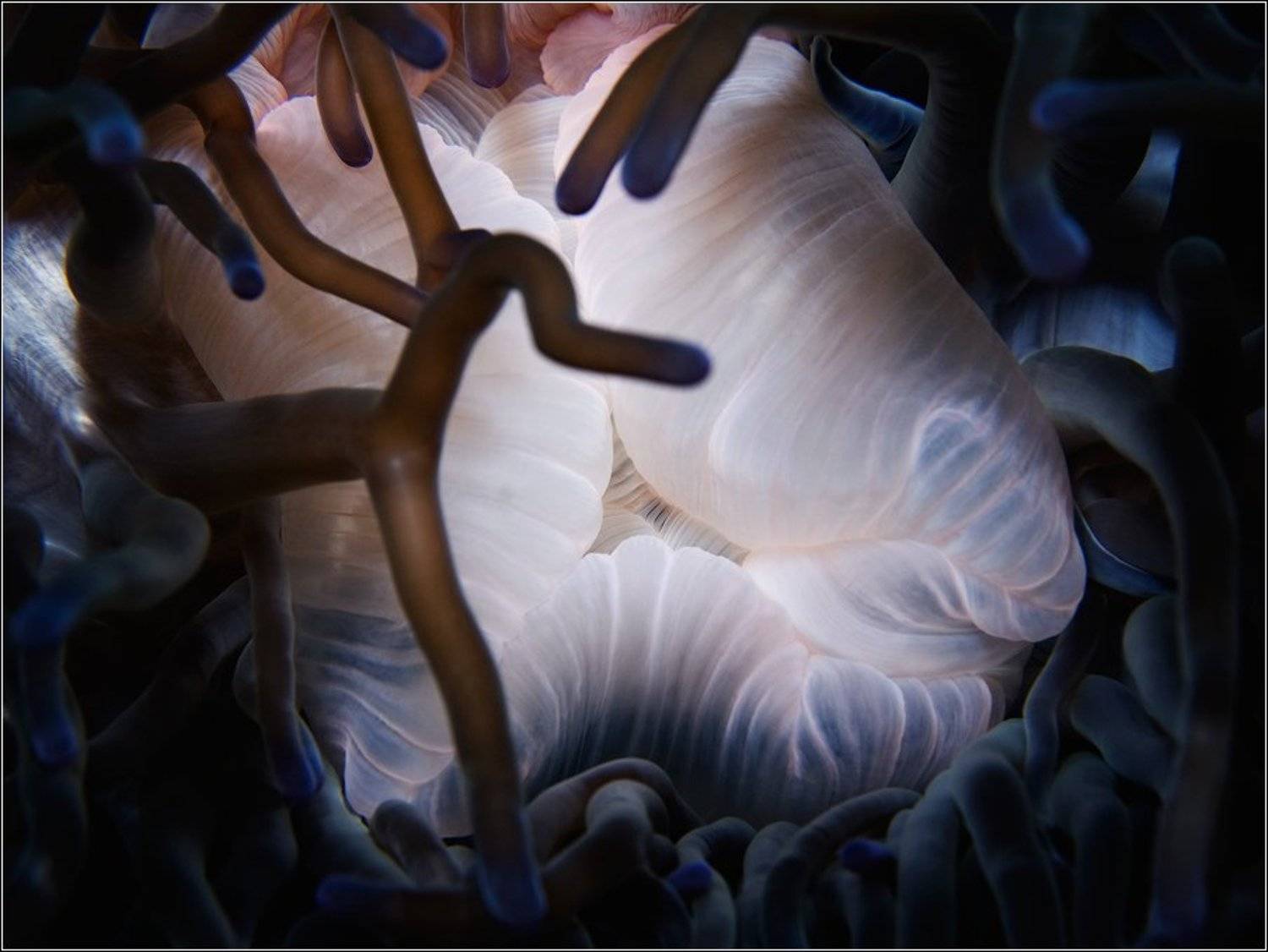 , Владимир Жданов