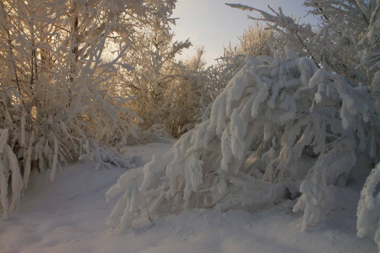 , Галина Хвостенко