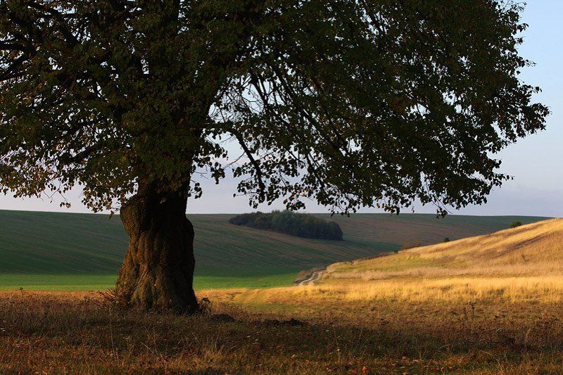 * фото превью