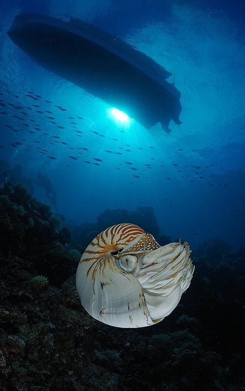 Palau Nautilus. фото превью