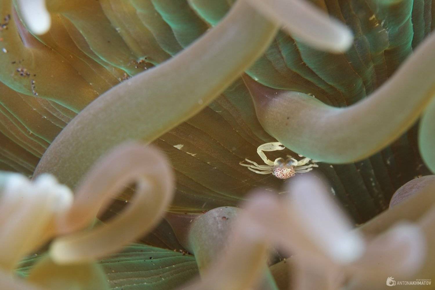 underwater, crab, bali, anemone, Anton Akhmatov