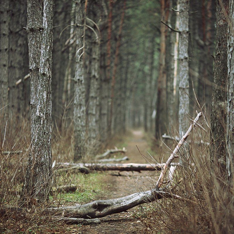 Ощущение леса фото превью