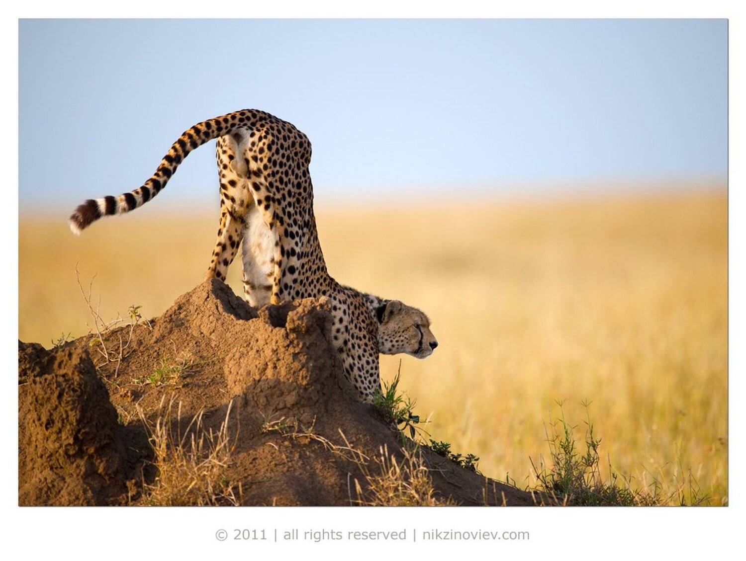 гепард, дикая природа, африка, животные, зиновьев николай, Николай Зиновьев
