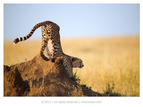 На низком старте