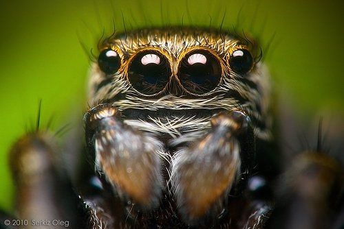 Evarcha sp. Jumping Spider Salticidae adult male