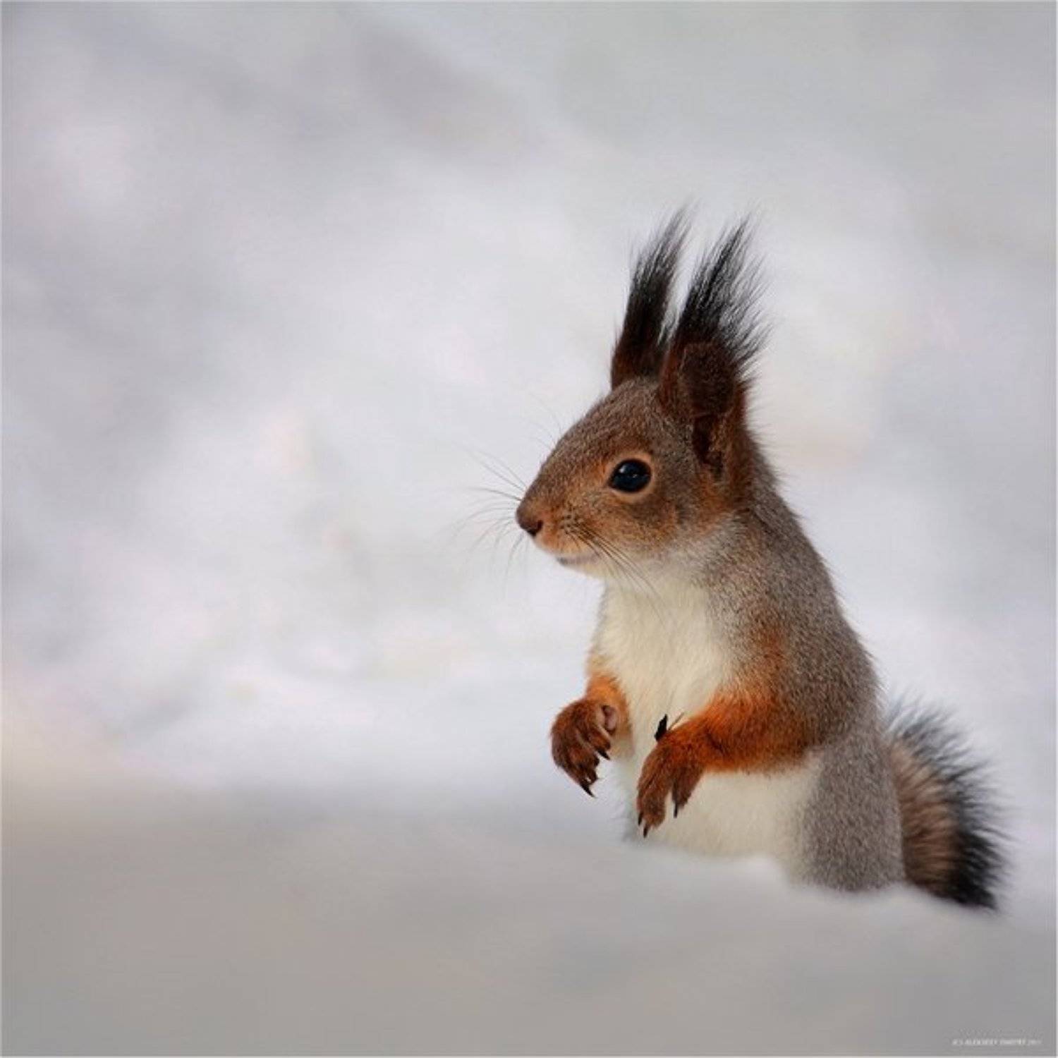 белка,природа,флора,фауна, Дмитрий Алексеев