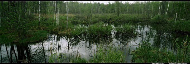 триас, панорама, болото, пруд, озеро, весна Ранний Триас. Мастодонзавр в засаде. фото превью