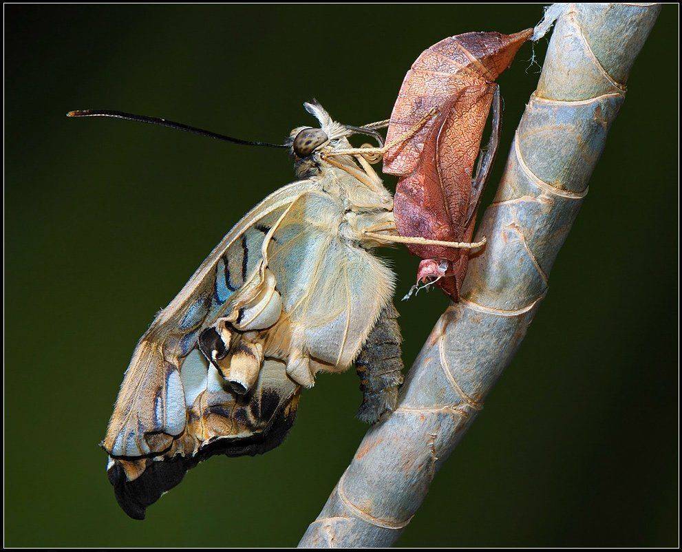 куколка,рождение,бабочка,sylvia, Александр Чувилин