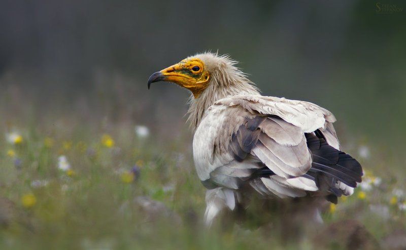 Neophron percnopterus фото превью