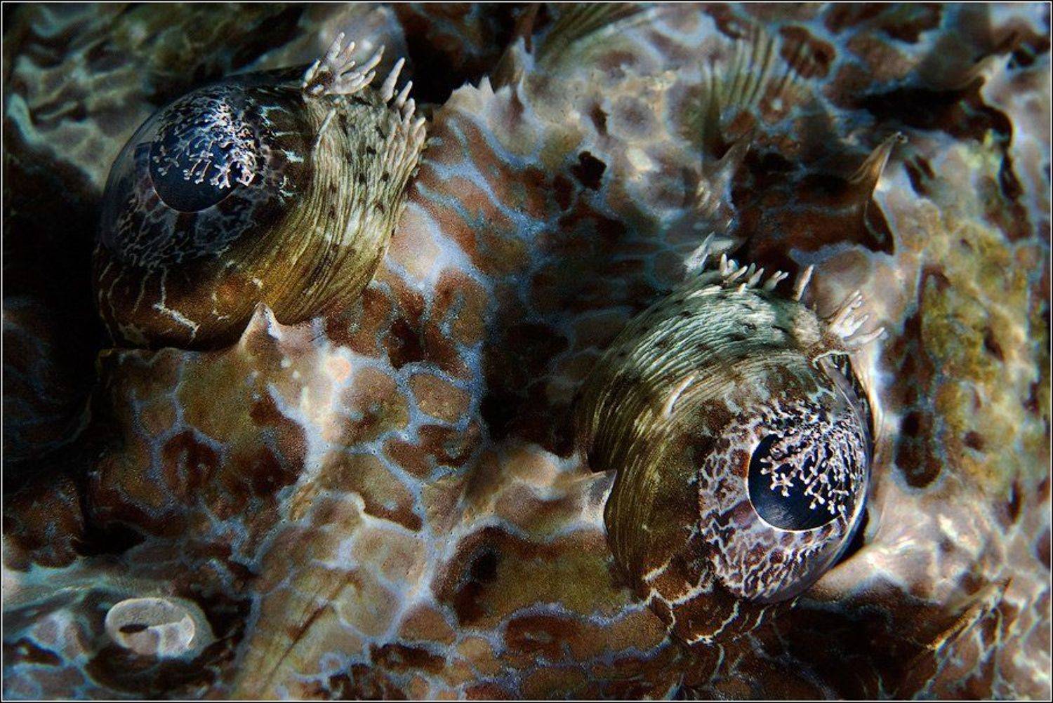 рыба, крокодил, пятнистый, плоскоголов, crocodile, fish, Владимир Жданов