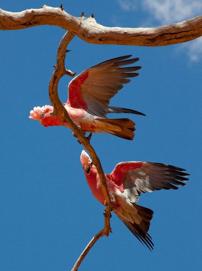 , Надежда Звягина / New Zealand