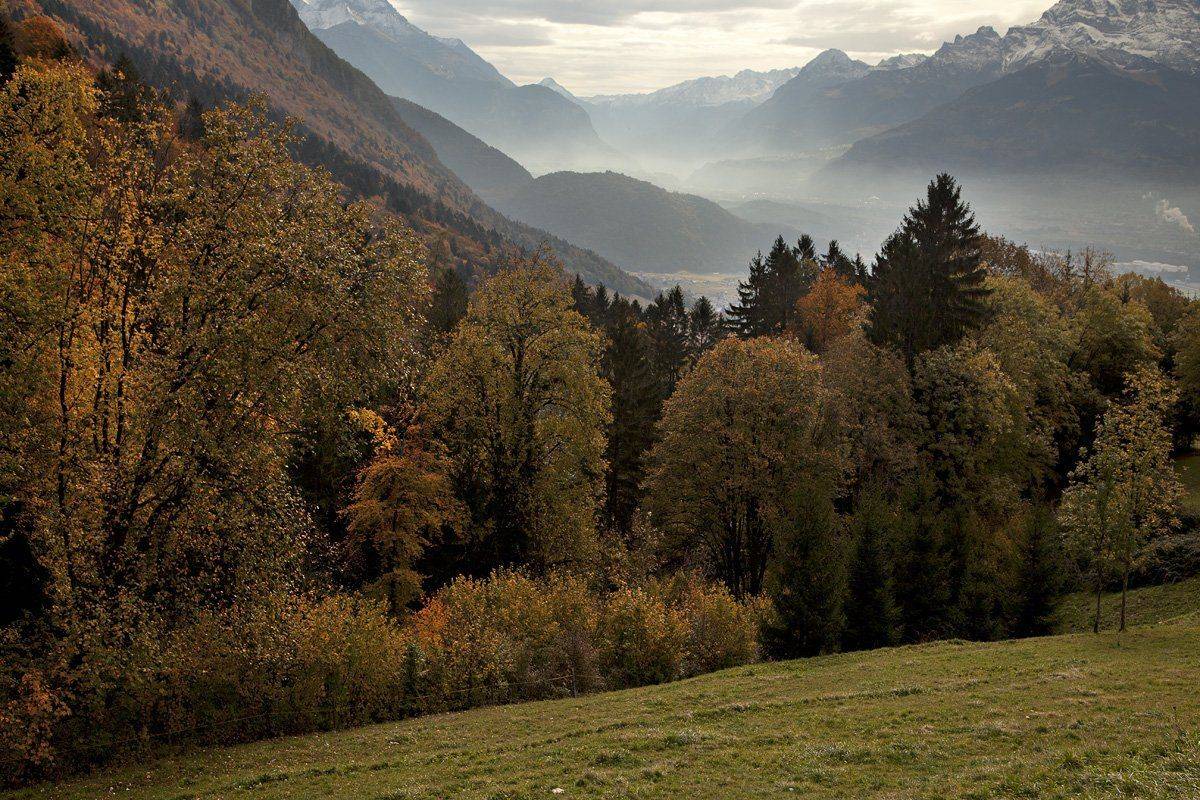 swiss, Матвеев Николай