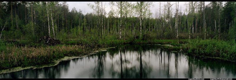 сказка, болото, пруд, панорама Сестрица Аленушка и братец Иванушка. фото превью