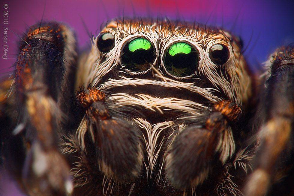 evarcha, arcuata, salticidae, adult, male, serkiz, oleg, Oleg Serkiz