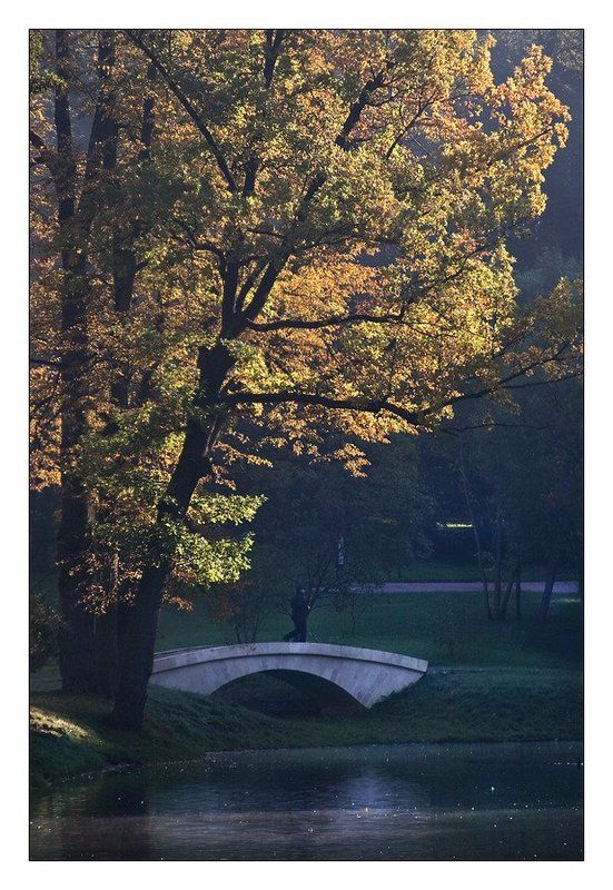 Дерево фото превью