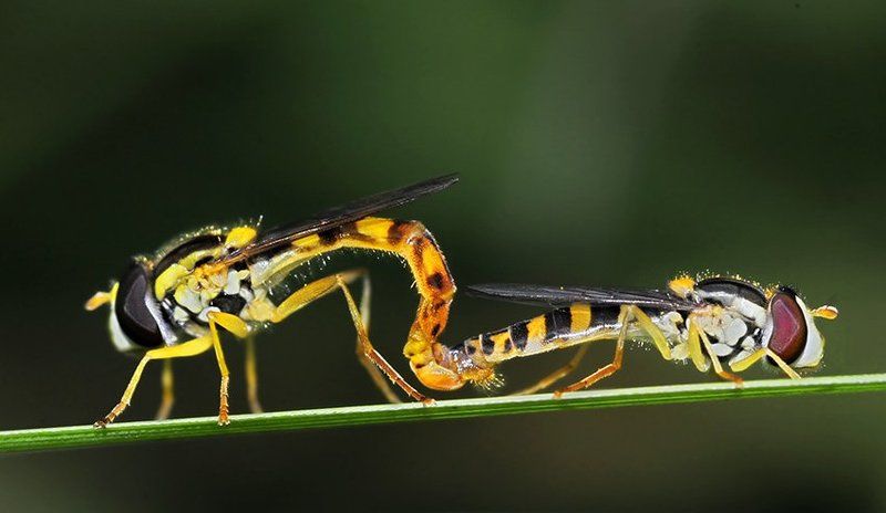 журчалки, sirphidae, sphaerophoria, sp. журчалки Sphaerophoria sp. фото превью
