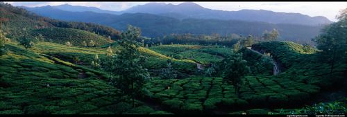 Чай растет только в прекрасных местах