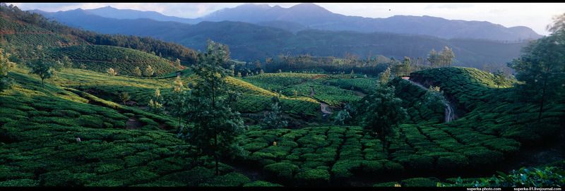 чай, индия, мунар, панорама Чай растет только в прекрасных местах фото превью