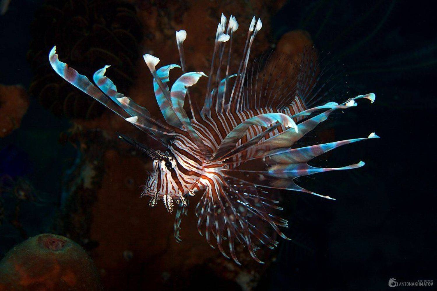 underwater, bali, lion, fish, Anton Akhmatov
