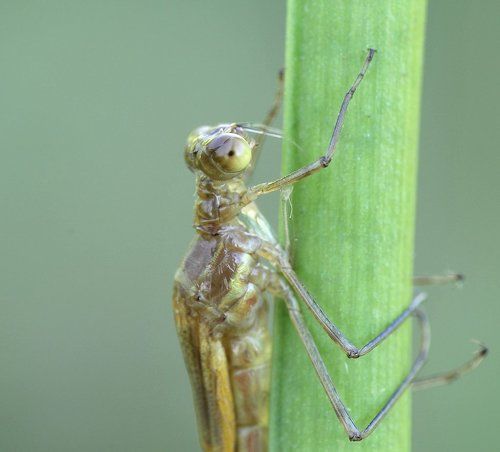 Выход стрекозы из личинки