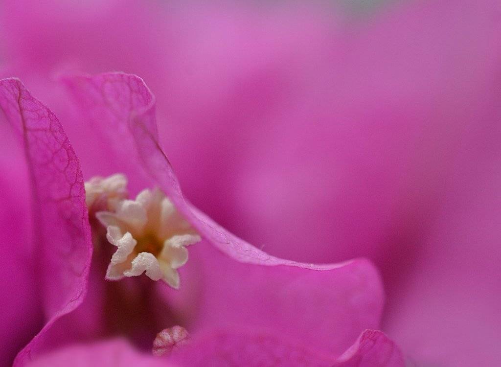 , Юлия Борзилова