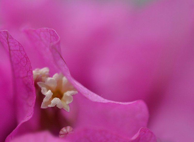 Цветение фото превью