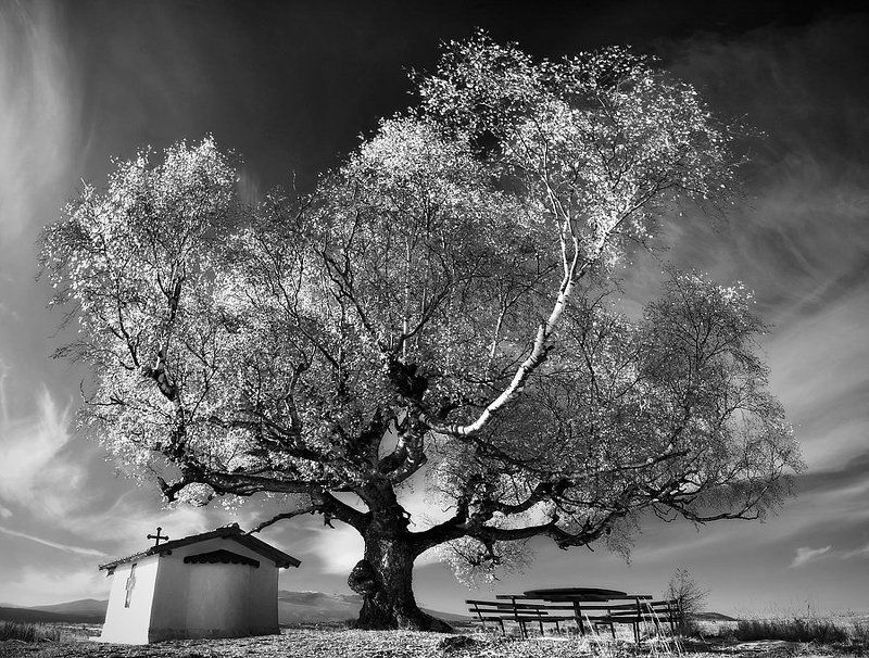 The Old Birch фото превью