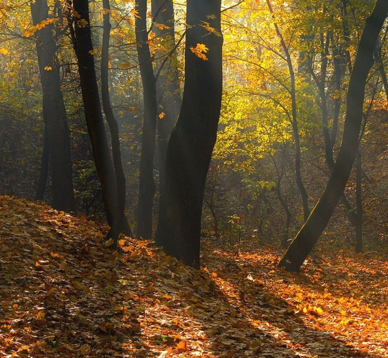 Осенний квадрат фото превью