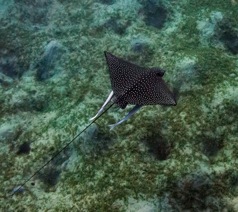 Скаты Абу Дабаб фото превью