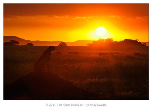 Закат в саванне