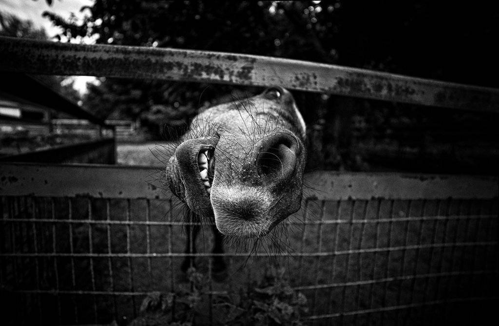 , Сергей Кобылько