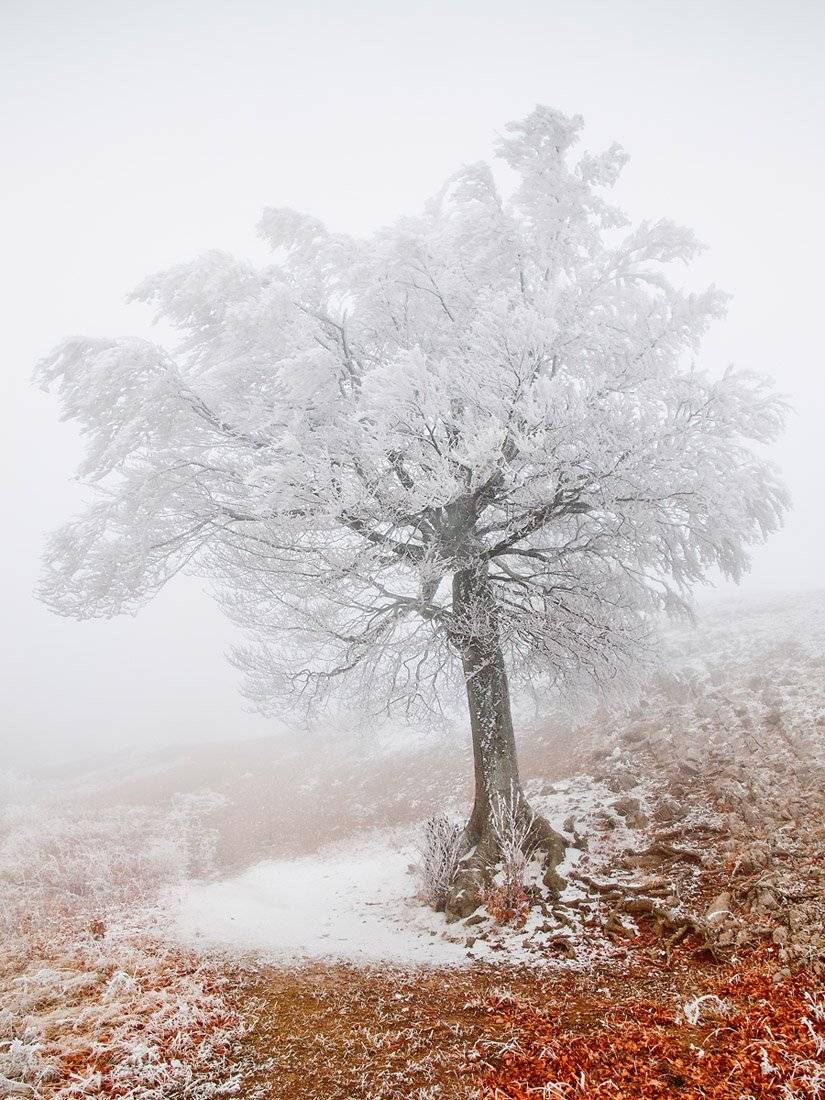 , максим куташев