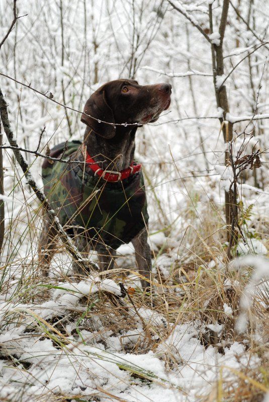 зима.курцхаар.лес.снег. Зимняя фото превью