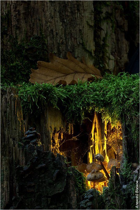 грибы, лес Дом с видом на лес фото превью