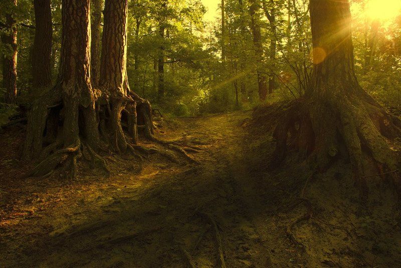 солнце,утро,деревья,лес,луч,дорога утро в лесу фото превью