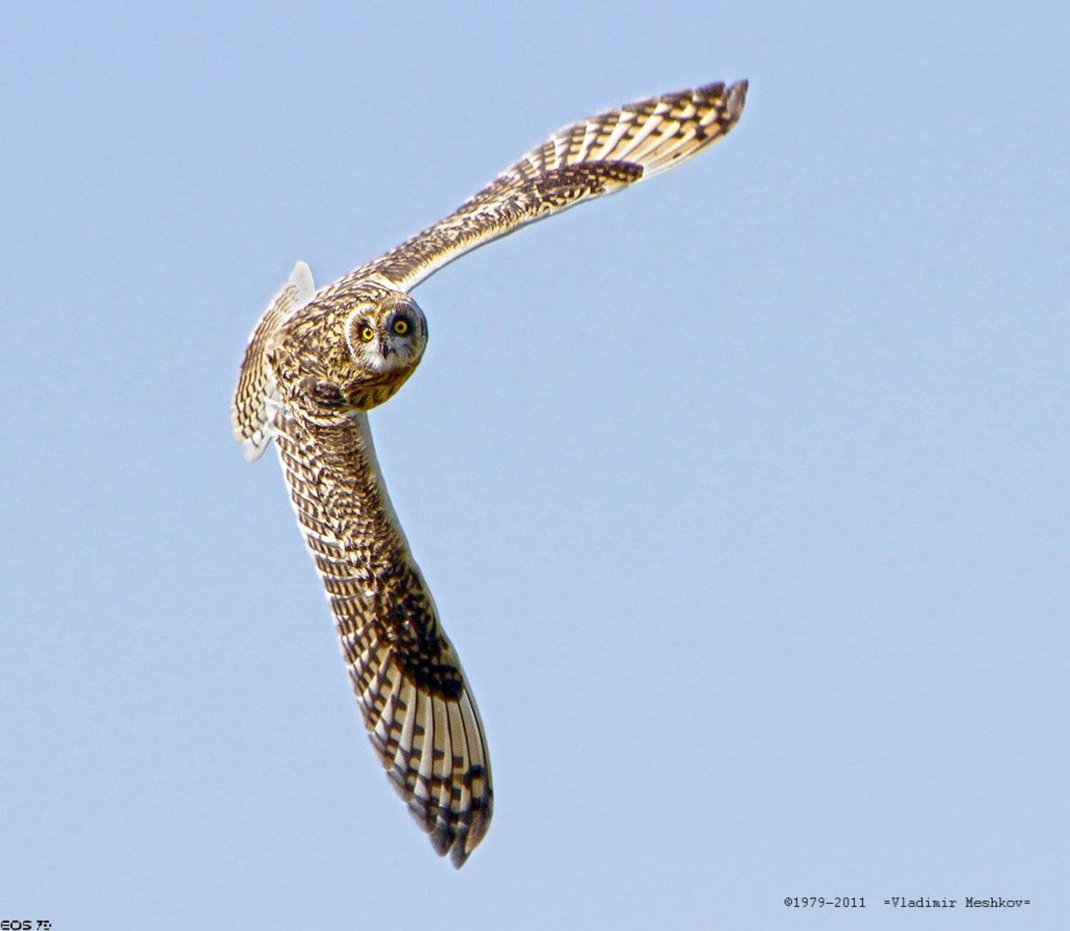 , &copy; =Vladimir Meshkov=