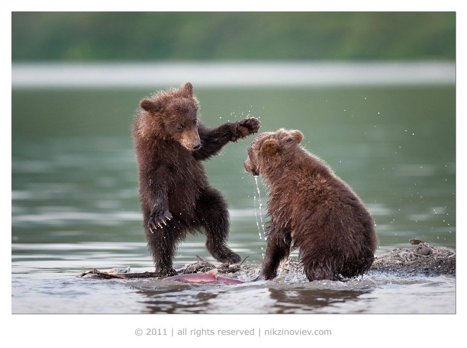 медвежата, камчатка, курильское озеро, дикая природа, россия, николай зиновьев, Николай Зиновьев