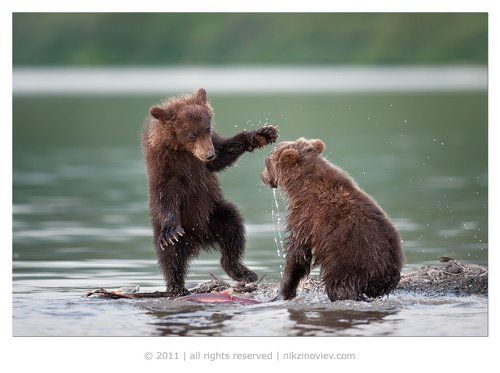 Гони рыбку, салага !
