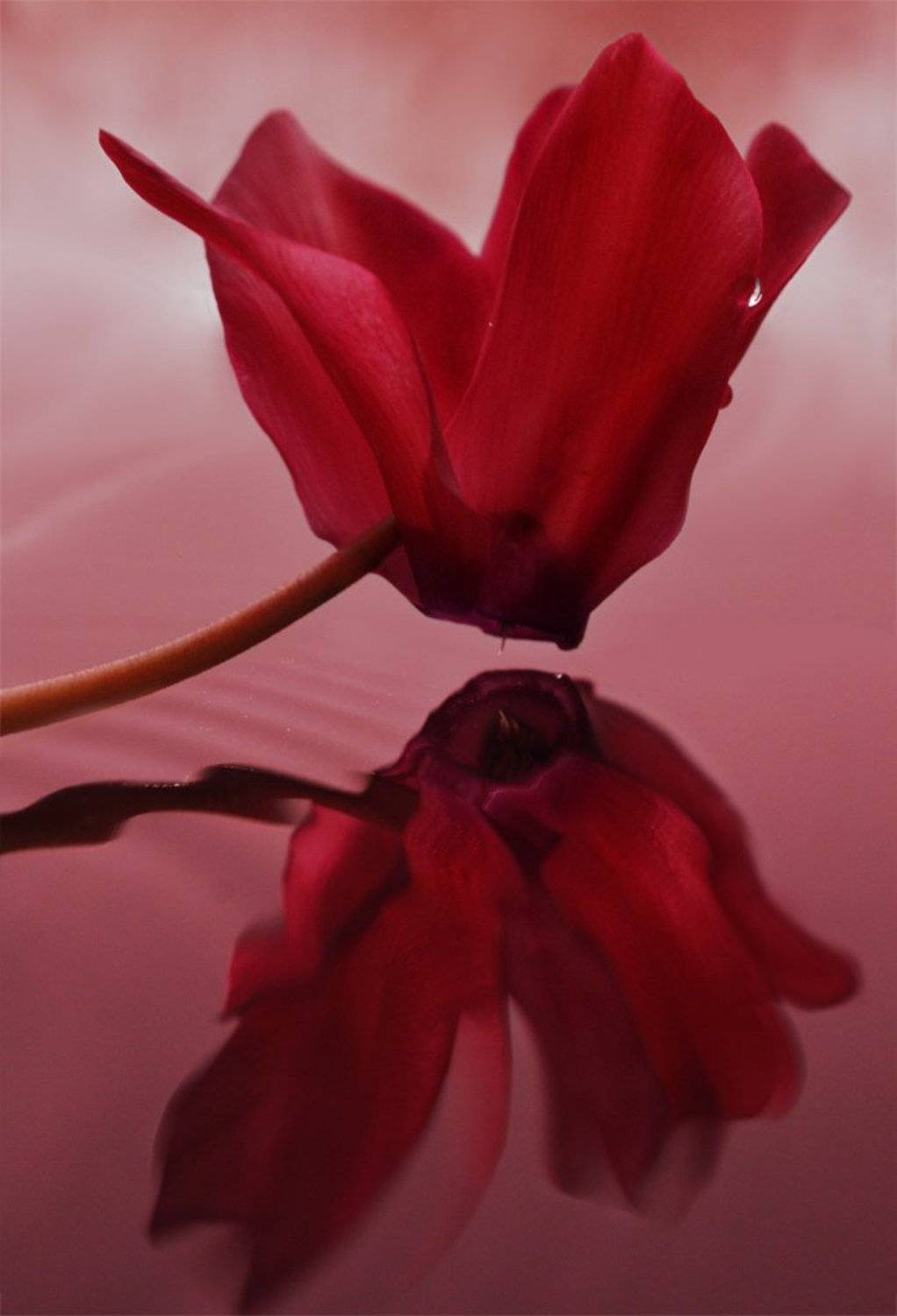 , Юлия Борзилова