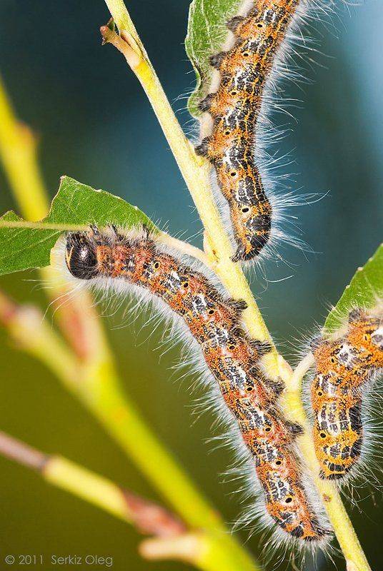 phalera, bucephala, macro, nikon, sigma, 150mm, f2.8, apo, macro, nature, caterpillar, serkiz, oleg, Oleg Serkiz