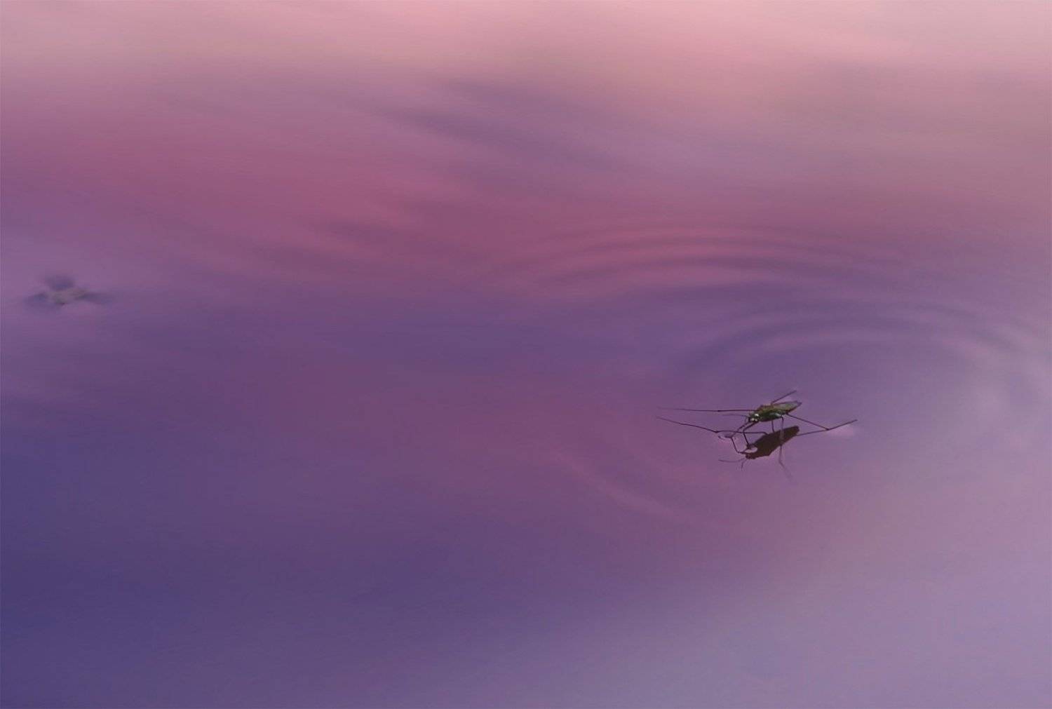 , Юлия Борзилова