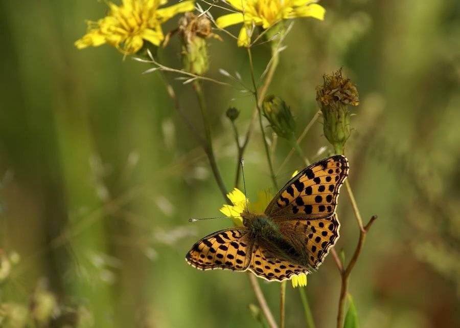перламутровка, Cheplenko Aleksey