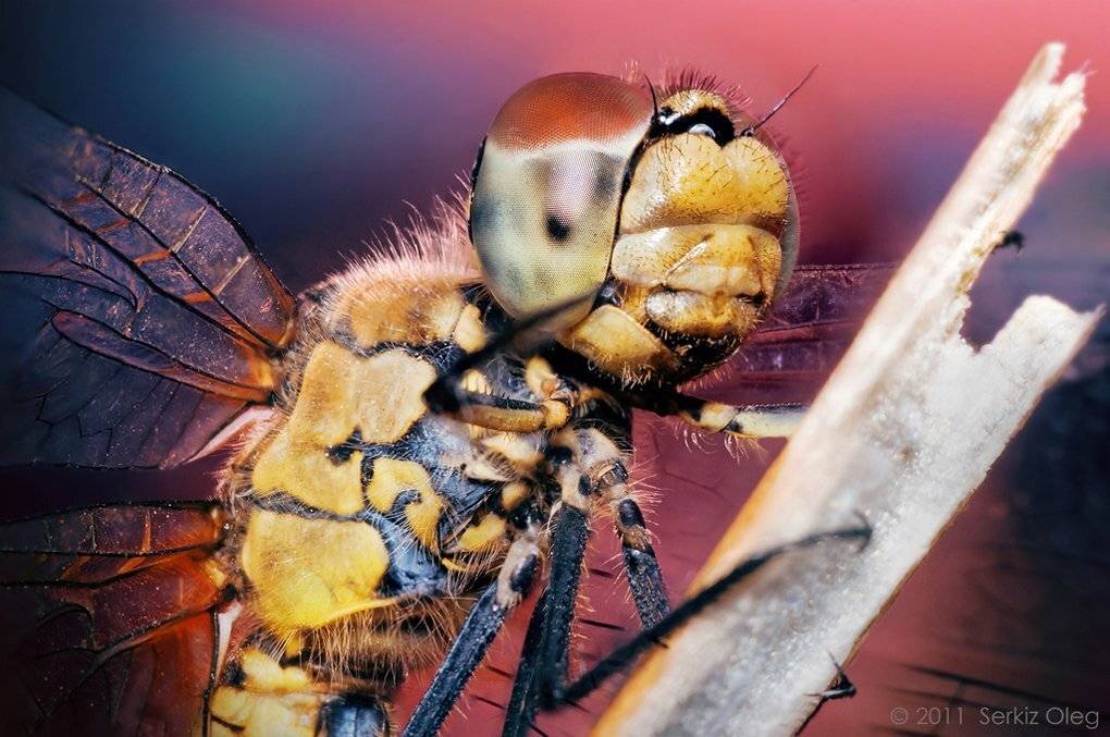 sympetrum, vulgatum, female, serkiz, oleg, closeup, dragonfly, Oleg Serkiz