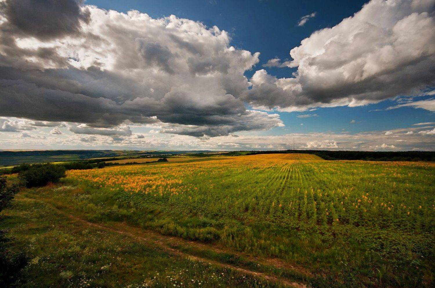 , Alexandru Popovski
