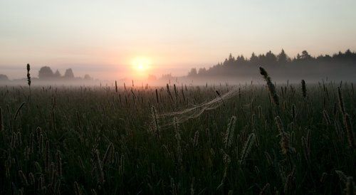 Летнее утро