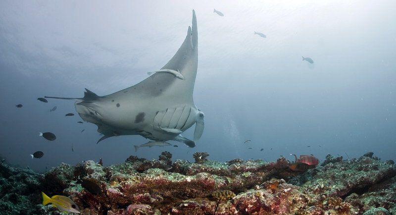 манта Морской дъявол фото превью