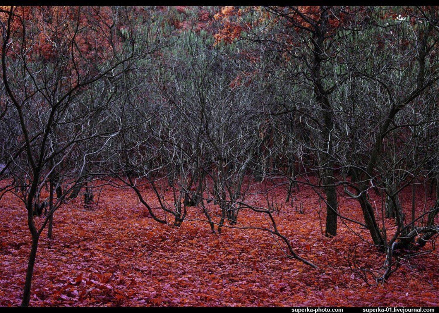 ботанический сад, парк, деревья, листья, 6х9, Павел Супрун