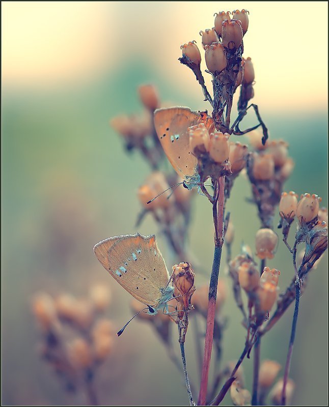 В цвете осени. фото превью