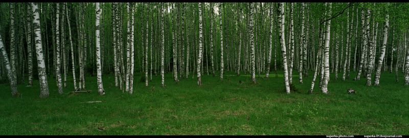 береза, роща, дерево, деревья, трава, весна. Березовая роща. фото превью